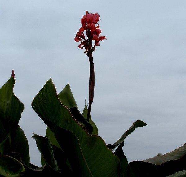 Росток Канна цветок