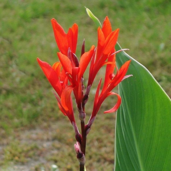 Канна метельчатая