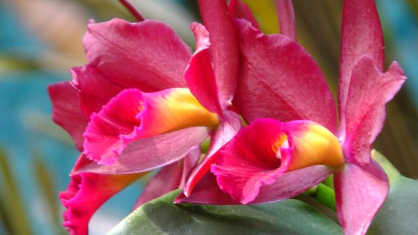 Красная Каттлея Орхидея