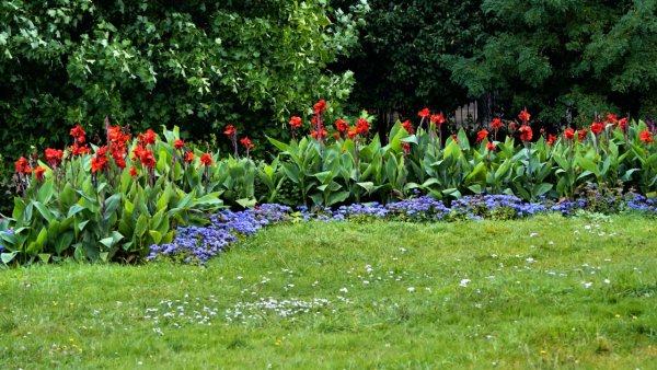 Канна рабатка