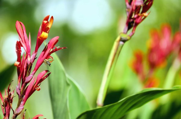 Canna coccinea