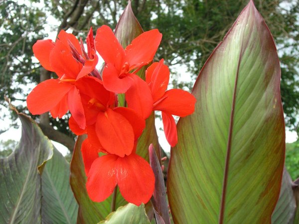 Канна коричневолистная Триумф