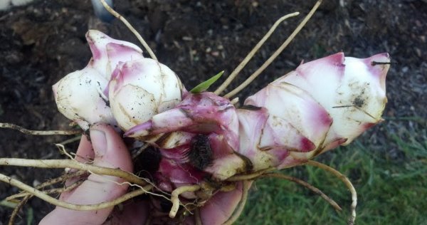 Канны цветы клубни