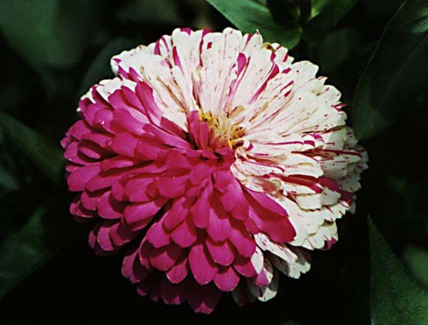 Циния бонбон кармин