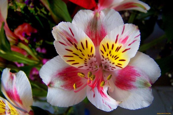 Красивые цветы