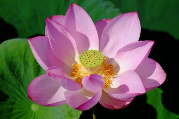 Лотос (Nelumbo)