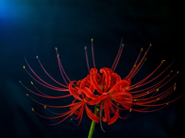 Ликорис Паучья Лилия