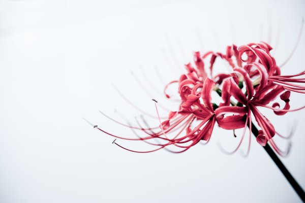 Ликорис цветок смерти