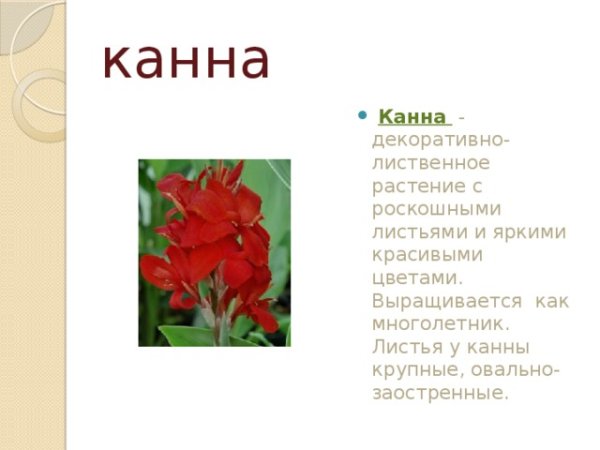 Презентация Канна