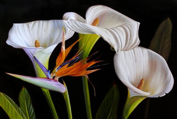 Эллери Гутьеррес