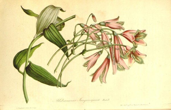 Обои на компьютерный стол старые Ботанические иллюстрации