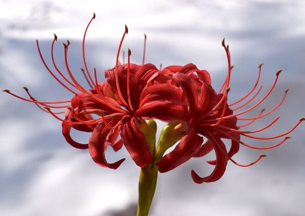 Хиганбана ликорис