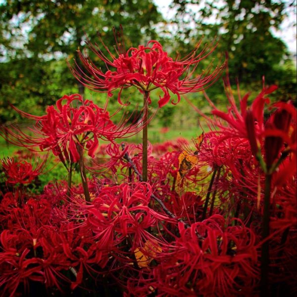 Хиганбана (красная Паучья Лилия)