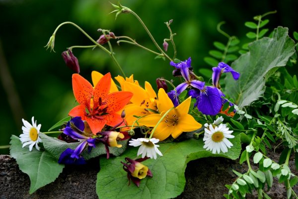 Июльские цветы