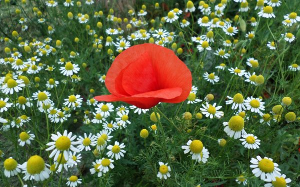 Ромашки с маками