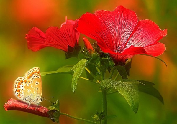 Июньские цветы