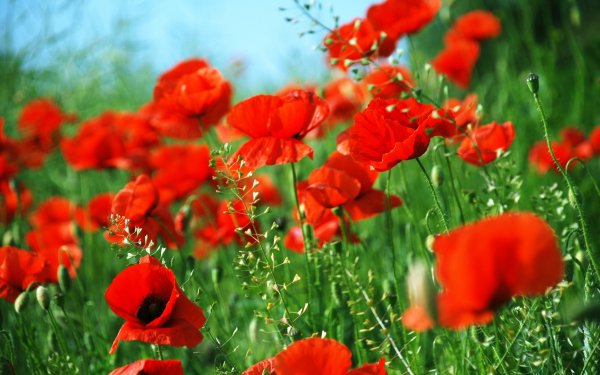 Июньские цветы