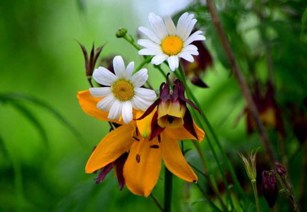 Июнь природа