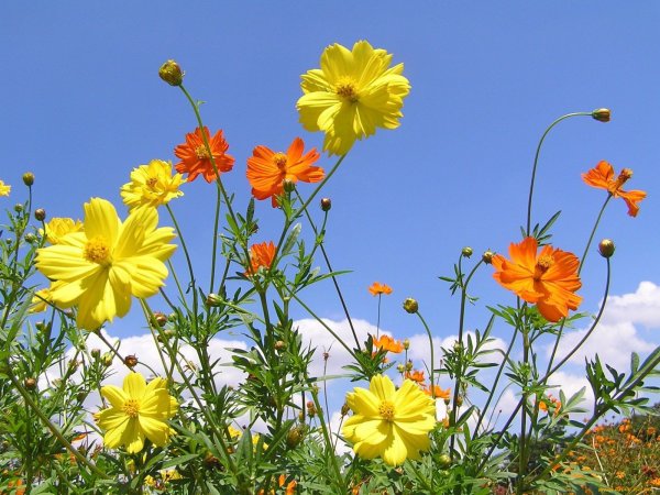 Космея серно-желтая "Crest Lemon"