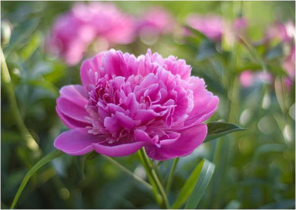 Пион Конингин Вильгельмина