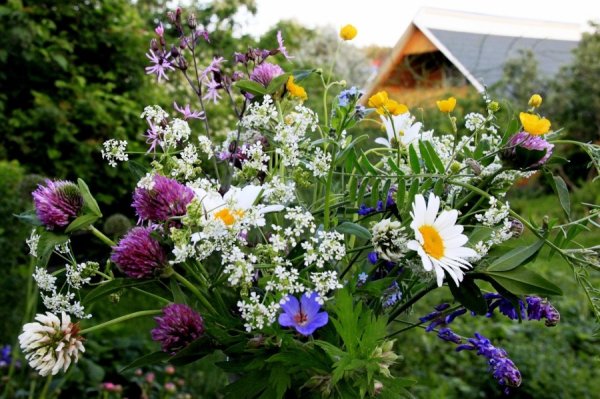Полевые цветы в июне