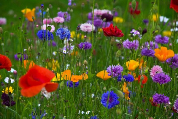 Луговые цветы