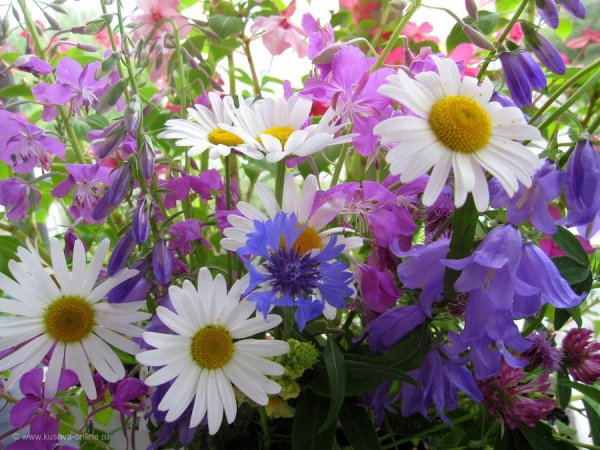 Июньские полевые цветы