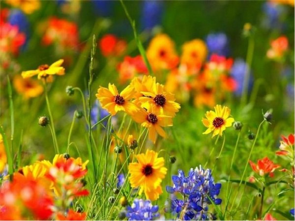 Полевые цветы