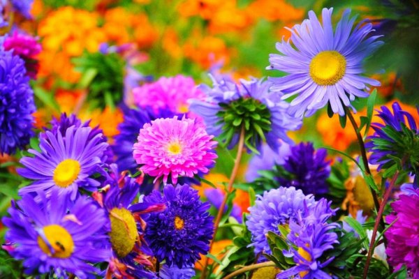 Яркие полевые цветы