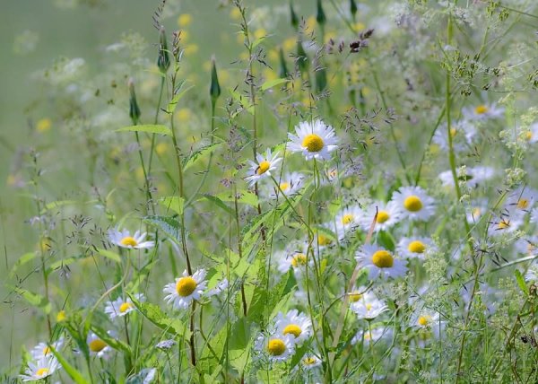 Июньские полевые цветы