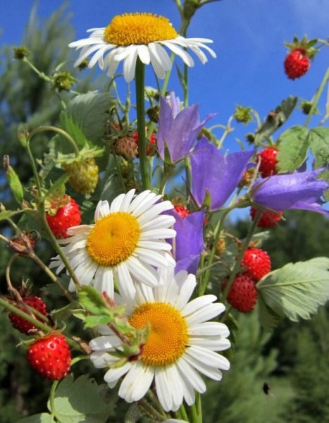 Июньские полевые цветы