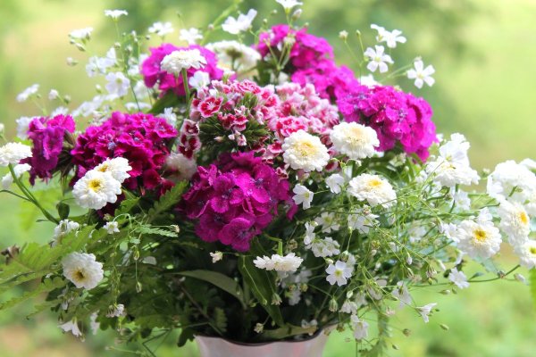 Летние пейзажи природы