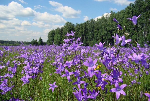 Поле ромашек