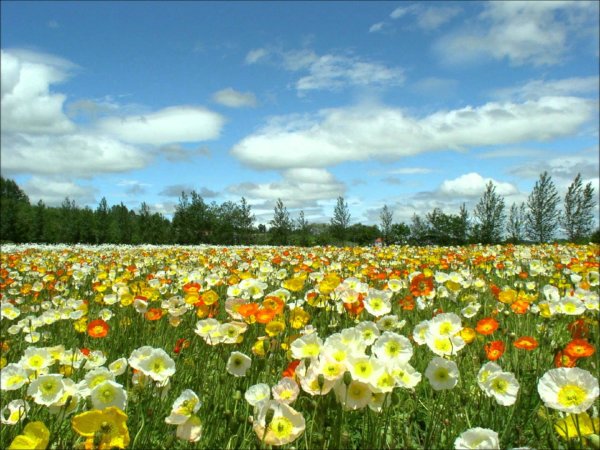 Полевые цветы