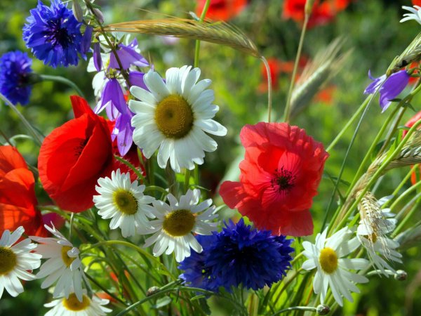 Полевые цветы