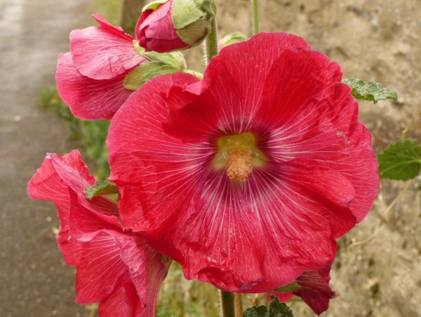 Мальва красная