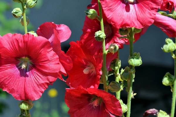 Мальва гибридная