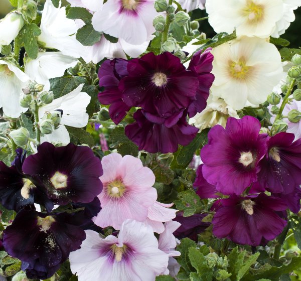 Мальва Мавритана