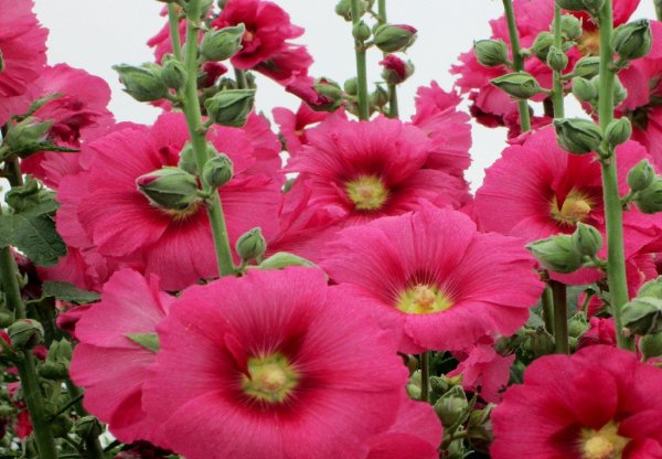 Цветы Мальва просвирник