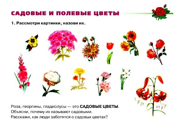 Названия садовых и полевых цветов