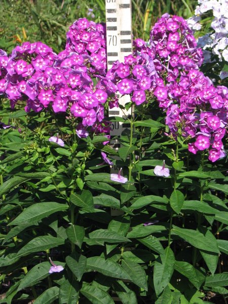 Мальвина высокие цветы на даче