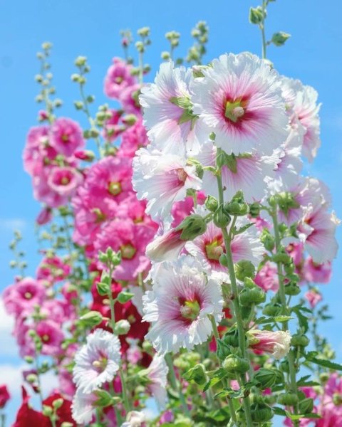 Цветки мальвы