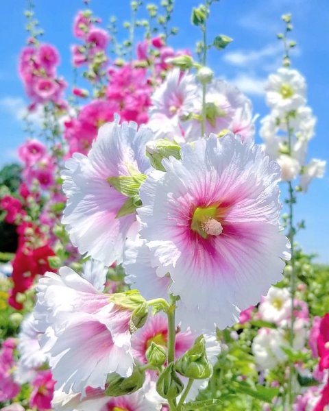 Цветки мальвы мальвы