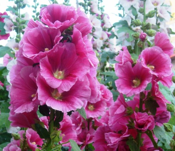 Растение Мальва многолетняя