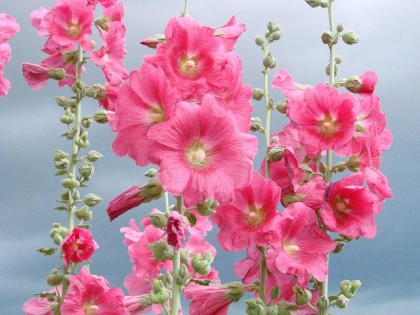 Алсея шток роза