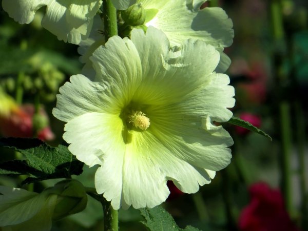 Цветы Мальва просвирник