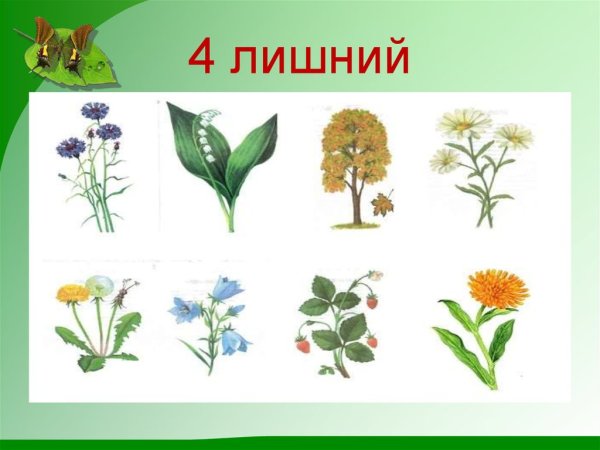 Лекарственные растения для дошкольников