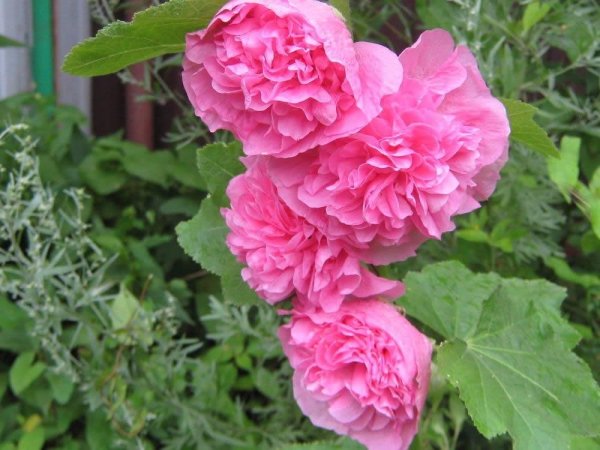 Герои сказки Буратино Мальвина