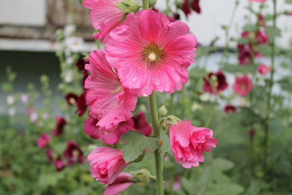 Персонаж Мальвина из сказки