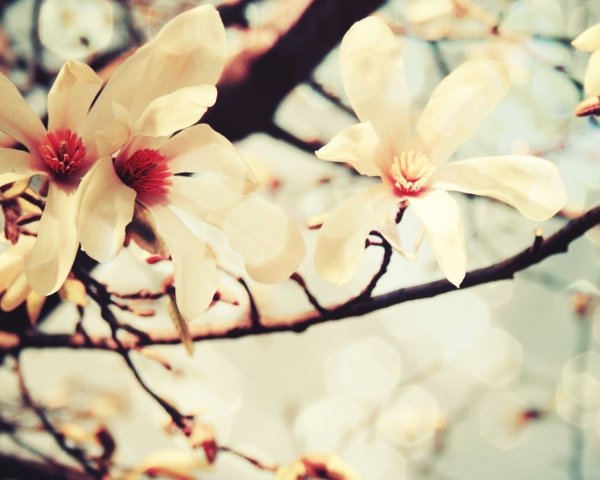 Ванильные обои